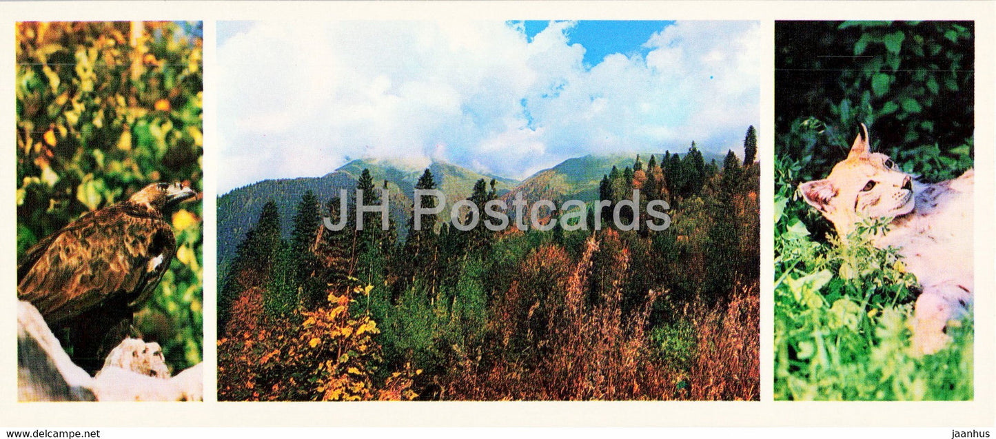 Lynx - eagle - birds - animals - Caucasian Nature Reserve - 1980 - Russia USSR - unused - JH Postcards