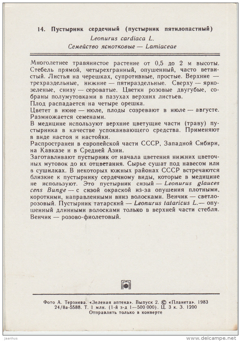 Common motherwort - Leonurus cardiaca - Medicinal Plants - 1983 - Russia USSR - unused - JH Postcards