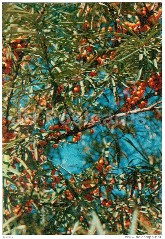 Seaberry - Hippophae rhamnoides - medicinal plants - 1976 - Russia USSR - unused - JH Postcards