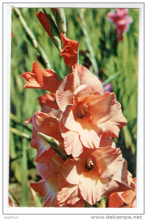 Salmon Queen - gladiolus - flowers - 1972 - Russia USSR - unused - JH Postcards