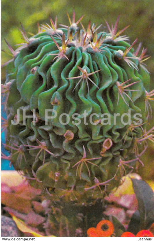Echinofossulocactus pentacanthus - cactus - flowers - 1974 - Russia USSR - unused - JH Postcards