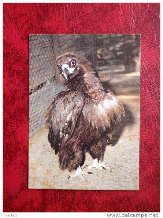 Vulture - Tallinn Zoo - mini card - birds - 1989 - Estonia - USSR - unused - JH Postcards