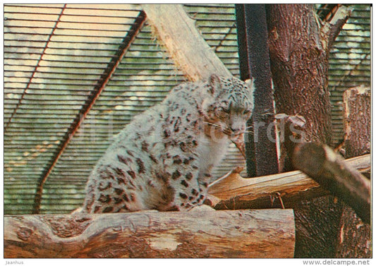Snow leopard - Panthera uncia - Moscow Zoo - 1982 - Russia USSR - unused - JH Postcards