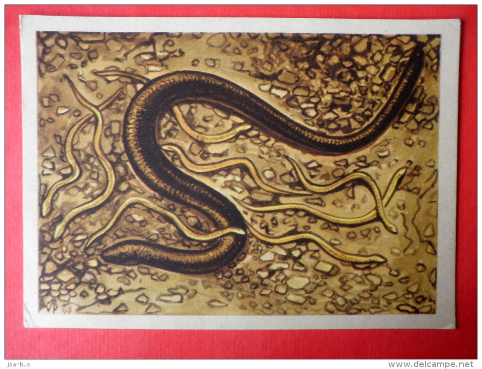 illustration by V. Pirk - Slow Worm - Anguis fragilis - 1962 - Estonia USSR - unused - JH Postcards