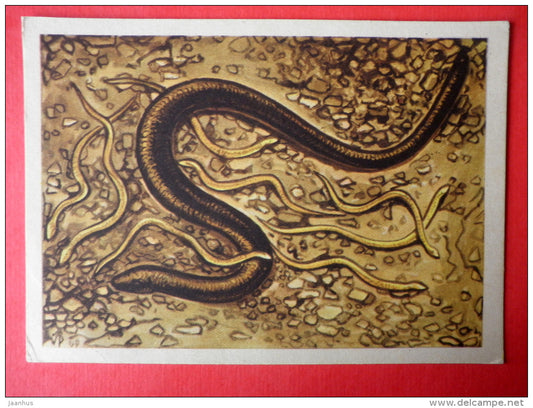illustration by V. Pirk - Slow Worm - Anguis fragilis - 1962 - Estonia USSR - unused - JH Postcards
