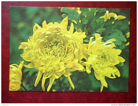Yellow Chrysanthemum - flowers - Vietnam - unused - JH Postcards