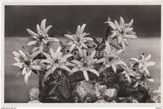 Edelweiss - Leontopodium alpinum - Flowers - Photochromie  4048 - old postcard - 1937 - Switzerland - used - JH Postcards