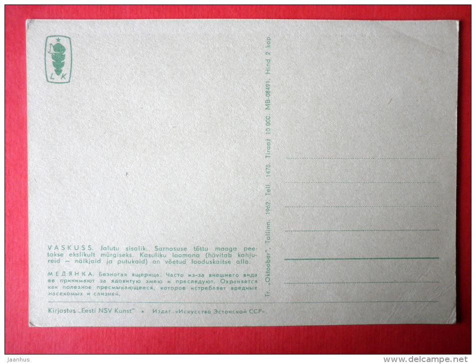 illustration by V. Pirk - Slow Worm - Anguis fragilis - 1962 - Estonia USSR - unused - JH Postcards