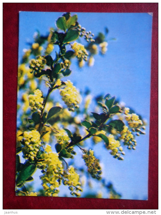 Barberry - Berberis vulgaris - plants - 1983 - Russia USSR - unused - JH Postcards