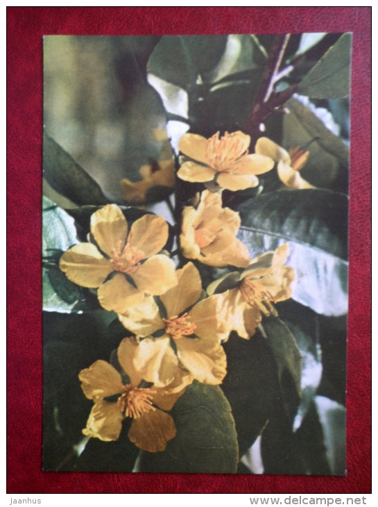 Yellow Apricot flowers - flowers - Vietnam - unused - JH Postcards