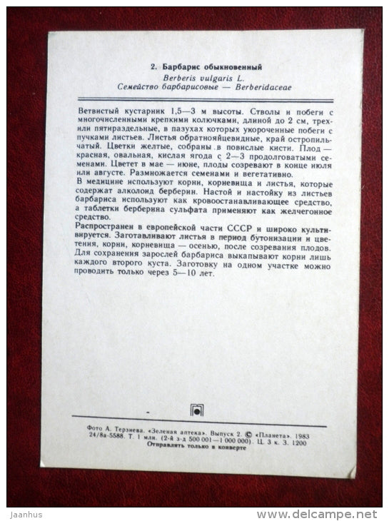 Barberry - Berberis vulgaris - plants - 1983 - Russia USSR - unused - JH Postcards