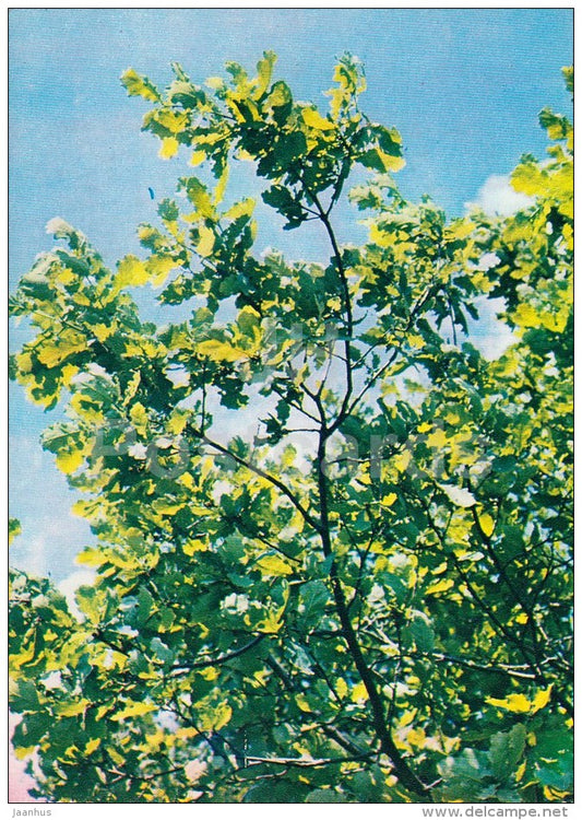 English oak - Quercus robur - Medicinal Plants - 1983 - Russia USSR - unused - JH Postcards