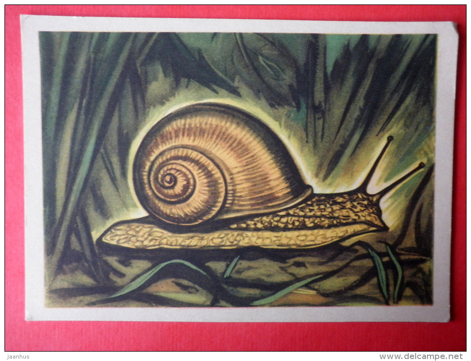 illustration by V. Pirk - Burgundy snail - Helix pomatia - 1962 - Estonia USSR - unused - JH Postcards