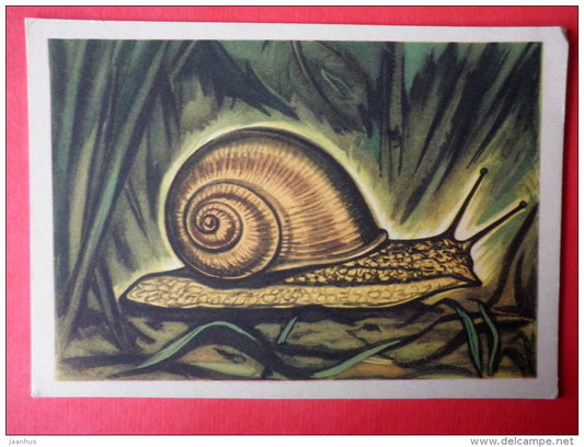 illustration by V. Pirk - Burgundy snail - Helix pomatia - 1962 - Estonia USSR - unused - JH Postcards