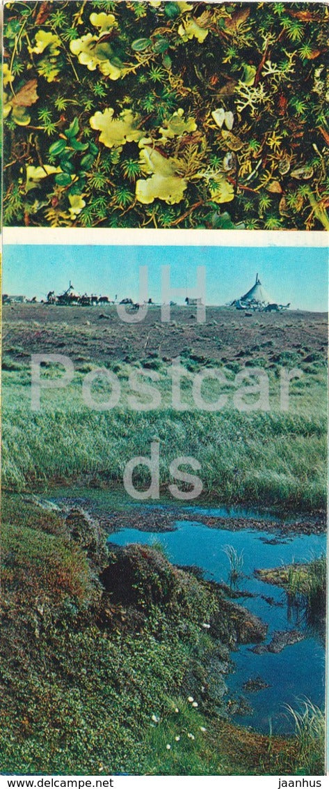 Leafy lichens - plants - Tundra in bloom - 1973 - Russia USSR - unused - JH Postcards
