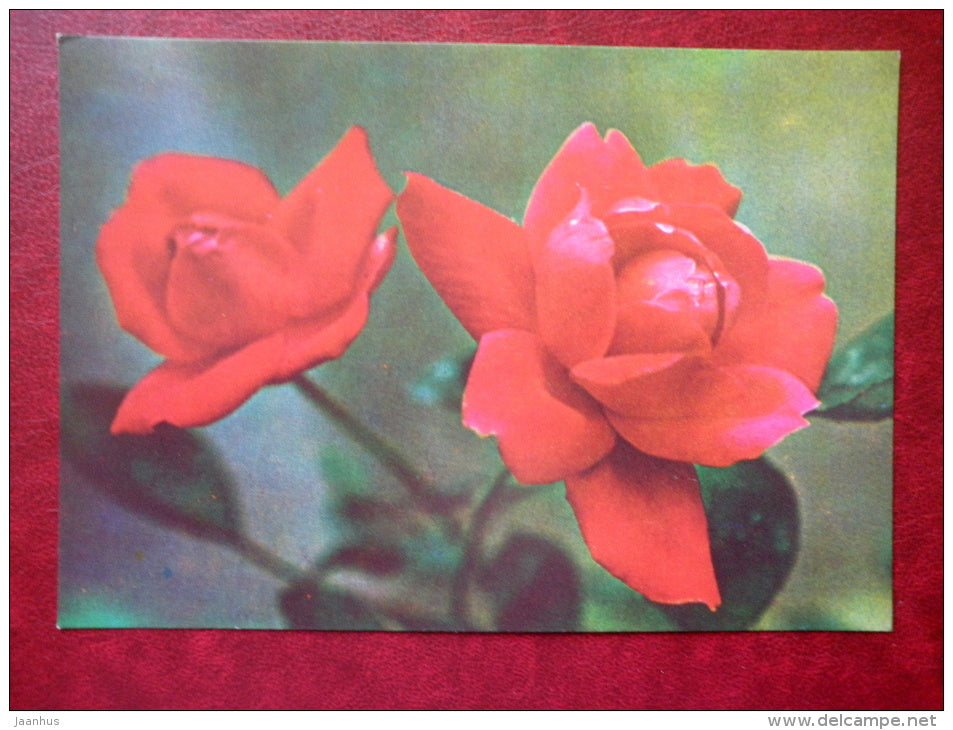 Red Roses - flowers - Vietnam - unused - JH Postcards