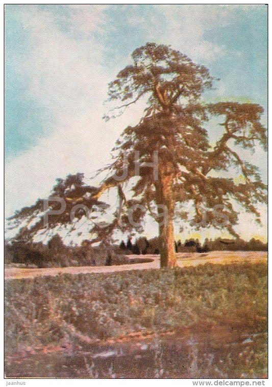 Pine tree in Kraziu - old postcard - Lithuania USSR - unused - JH Postcards
