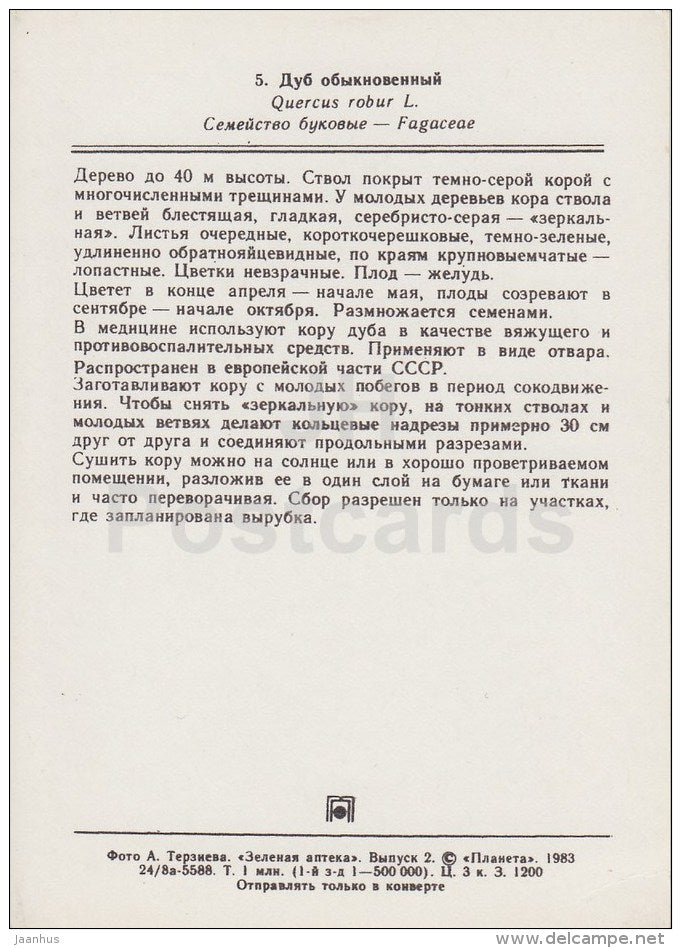 English oak - Quercus robur - Medicinal Plants - 1983 - Russia USSR - unused - JH Postcards