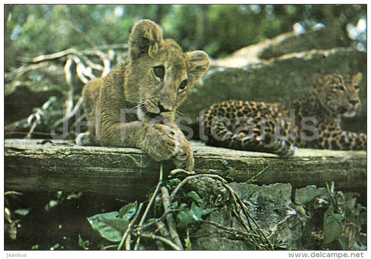 Lion and Leopard - National Zoo - Cuba - unused - JH Postcards