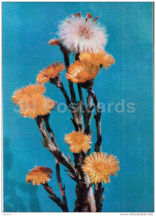 Tussilago - Tussilago farfara - medicinal plants - 1976 - Russia USSR - unused - JH Postcards