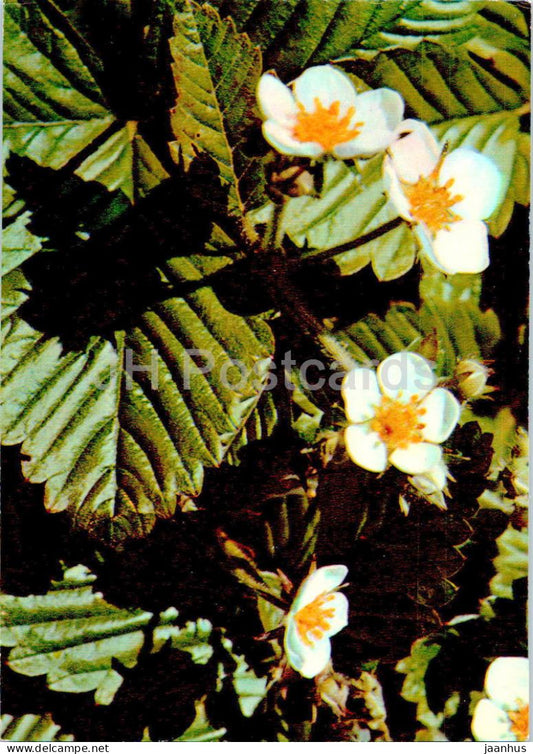 Fragaria vesca - Wild Strawberry - Medicinal Plants - 1977 - Russia USSR - unused - JH Postcards