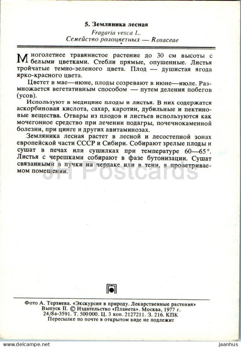 Fragaria vesca - Walderdbeere - Heilpflanzen - 1977 - Russland UdSSR - unbenutzt 