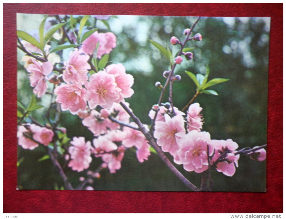 Light pink Peach flowers - flowers - Vietnam - unused - JH Postcards
