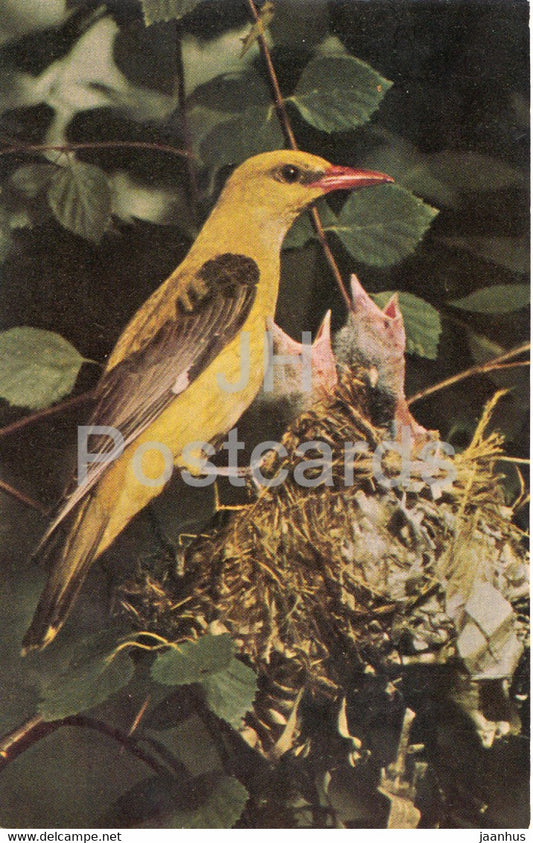 Eurasian golden oriole - Oriolus oriolus - birds - 1968 - Russia USSR - unused - JH Postcards