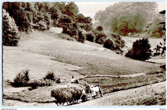 Konigstein im Taunus - Woogtal - horse carriage - old postcard - Germany - unused - JH Postcards