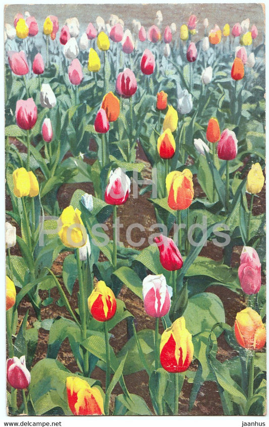 flowers - tulips - Photochromie 378 - old postcard - France - unused - JH Postcards