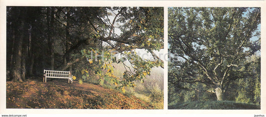 Trigorskoye - Onegin's bench - Solitary oak - 1984 - Russia USSR - unused - JH Postcards
