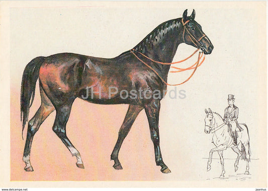 Ukrainian Riding Horse - illustration by A. Glukharev - horses - animals - 1988 - Russia USSR - unused - JH Postcards