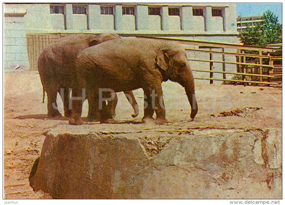 Asian elephant - Elephas maximus - Moscow Zoo - 1982 - Russia USSR - unused - JH Postcards