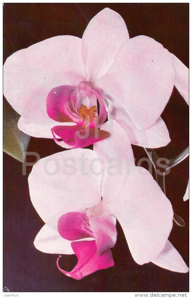 Phalaenopsis hybrid - flowers - Orchid - Russia USSR - 1981 - unused - JH Postcards