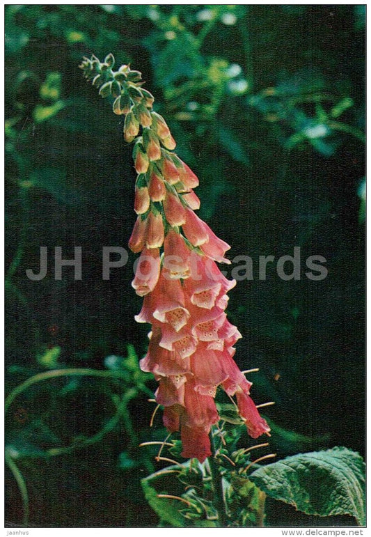 Common foxglove - Digitalis purpurea - medicinal plants - 1976 - Russia USSR - unused - JH Postcards