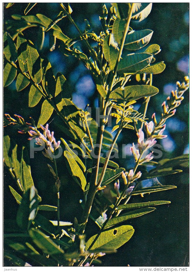 Liquorice - Glycyrrhiza glabra - Medicinal Plants - 1983 - Russia USSR - unused - JH Postcards