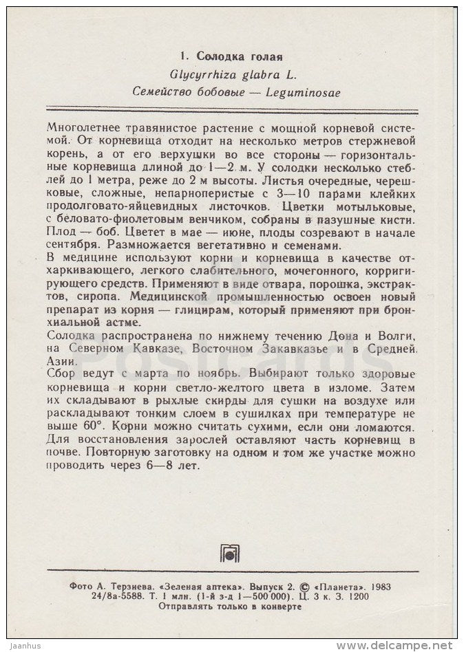 Liquorice - Glycyrrhiza glabra - Medicinal Plants - 1983 - Russia USSR - unused - JH Postcards