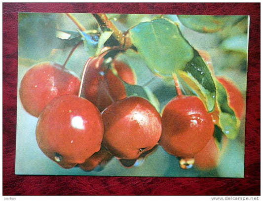 Apples - Estonia - USSR - 1981 - unused - JH Postcards
