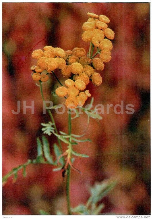 Tansy - Tanacetum vulgare - medicinal plants - 1976 - Russia USSR - unused - JH Postcards