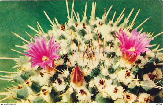 Mexican pincushion - Mammillaria magnimamma - Cactus - Flowers - 1972 - Russia USSR - unused - JH Postcards
