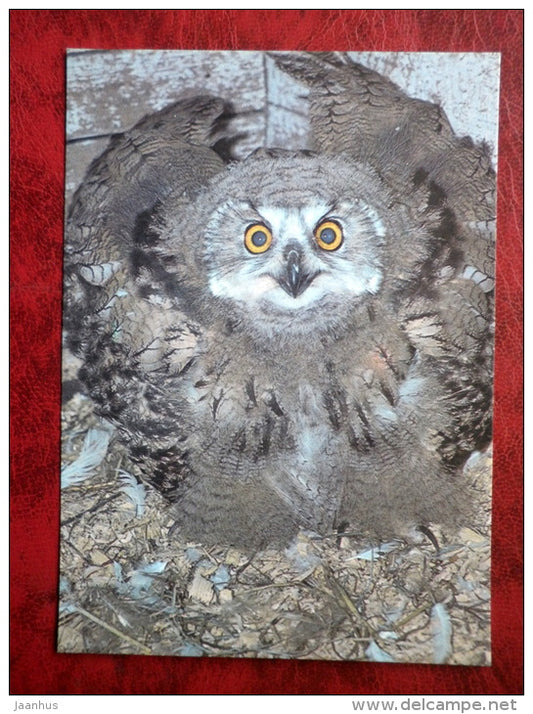 Eurasian Eagle-Owl - bubo bubo - birds - Tallinn Zoo - 1989 - Estonia - USSR - unused - JH Postcards