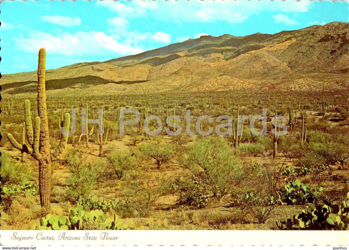 Saguaro Cactus - Arizona State Flower - 29962 - USA - used - JH Postcards