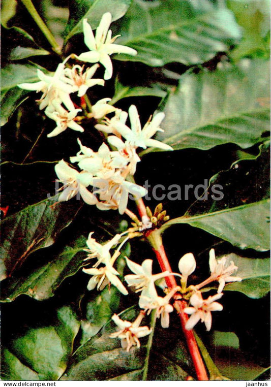 Coffea arabica - Arabic Coffee - Medicinal Plants - 1977 - Russia USSR - unused - JH Postcards