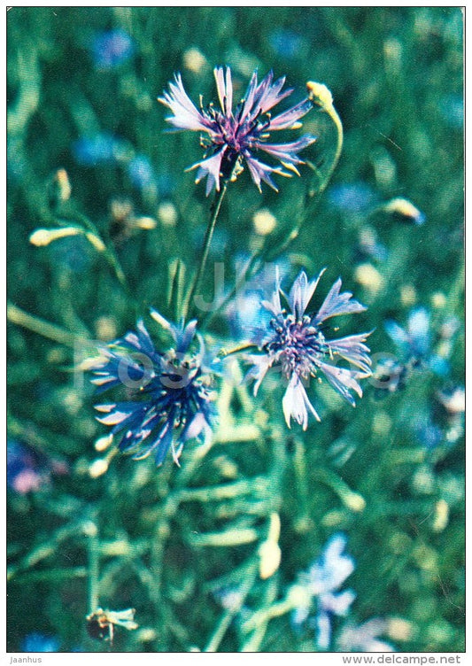Cornflower - Centaurea cyanus - Medicinal Plants - 1983 - Russia USSR - unused - JH Postcards