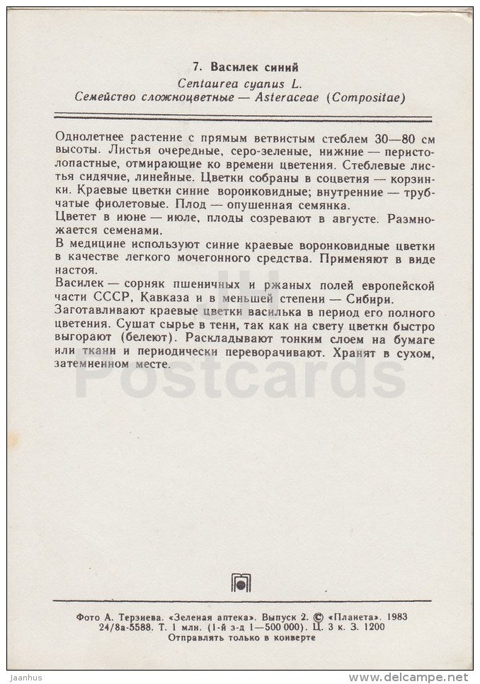 Cornflower - Centaurea cyanus - Medicinal Plants - 1983 - Russia USSR - unused - JH Postcards