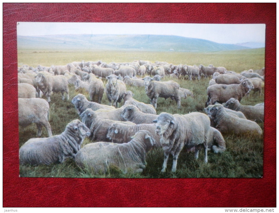 a flock of breeding rams - Hakasiya - Khakassia - 1970 - Russia USSR - unused - JH Postcards