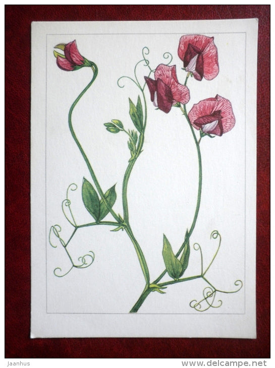 Sweet pea - Lathyrus odoratus - plants - Poland - unused - JH Postcards