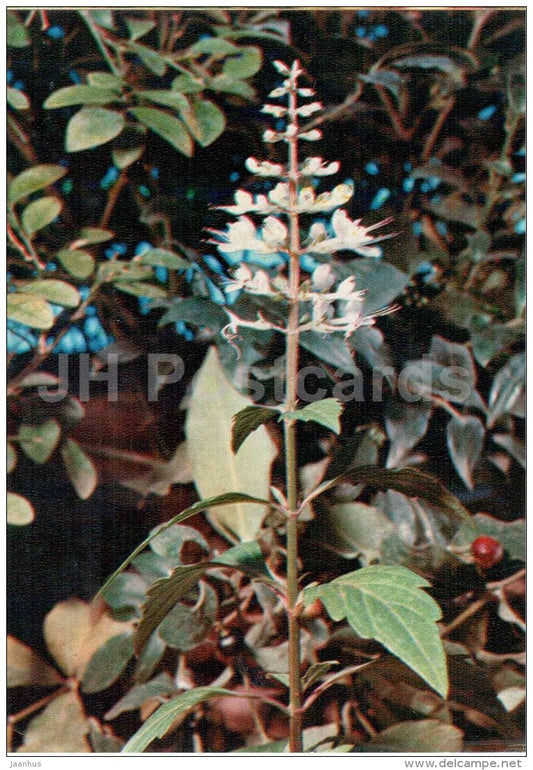 Orthosiphon aristatus - medicinal plants - 1976 - Russia USSR - unused - JH Postcards