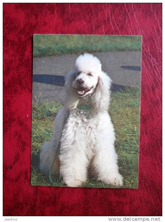Poodle - mini card - dogs - 1988 - Estonia - USSR - unused - JH Postcards