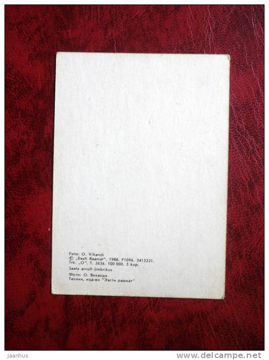 Poodle - mini card - dogs - 1988 - Estonia - USSR - unused - JH Postcards